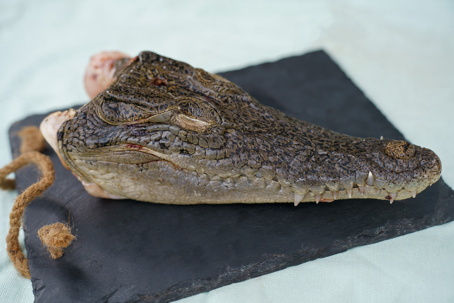 Crocodile Head Each✅️