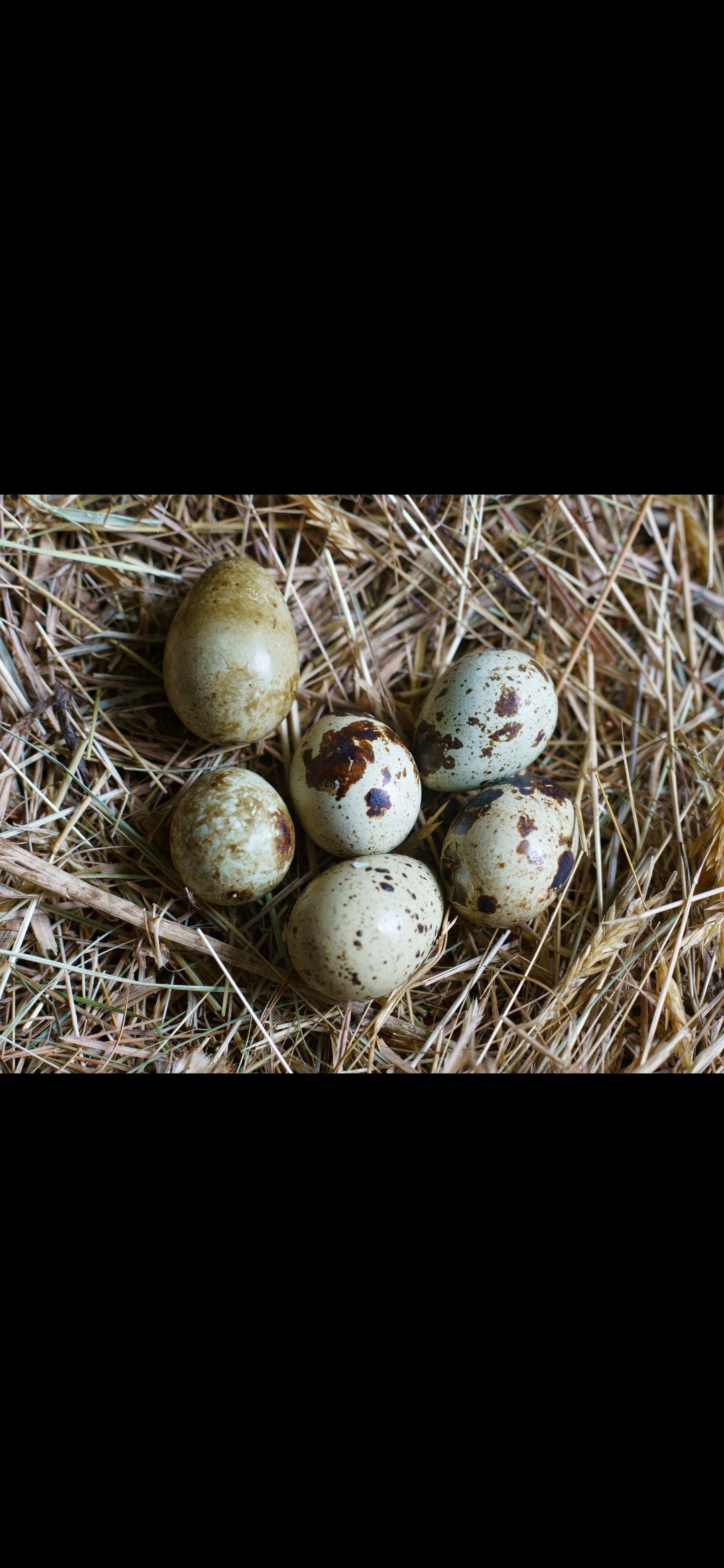 Quail Eggs Seconds Each✅️
