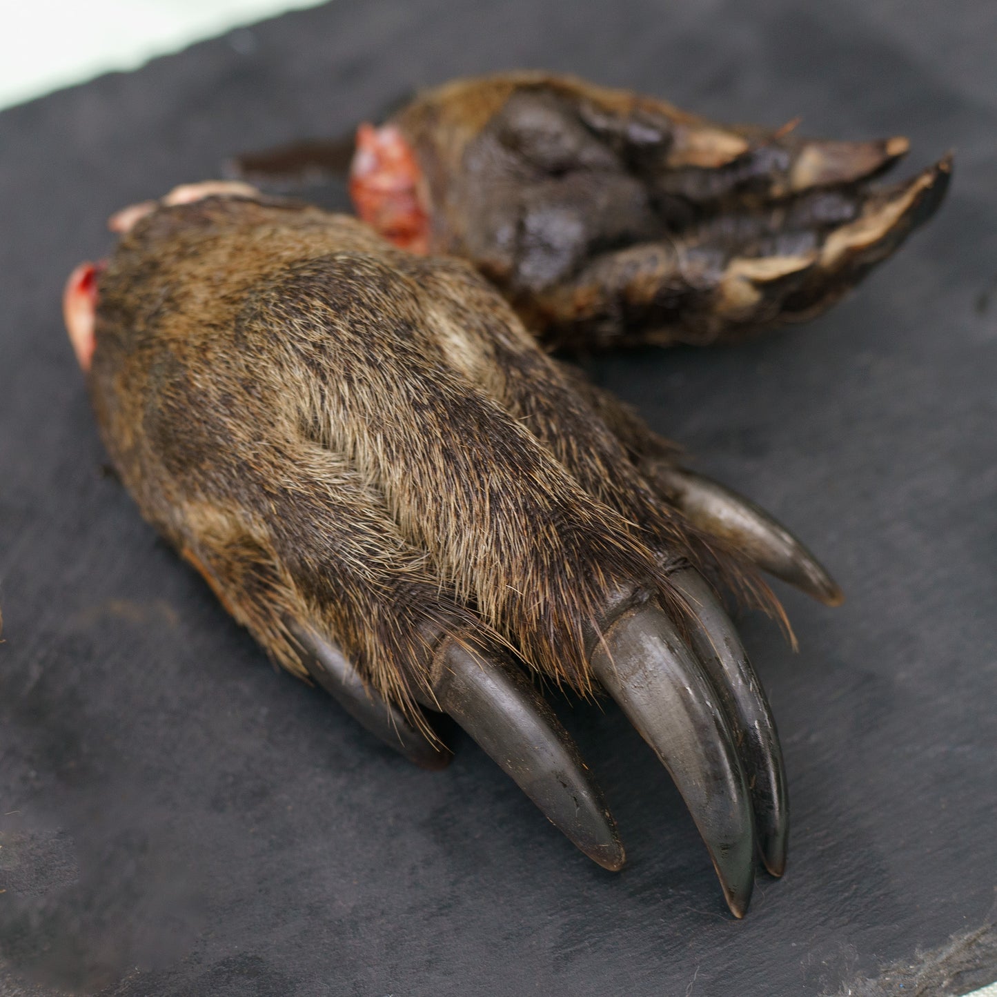 Kangaroo Paws 2 Pack✅️