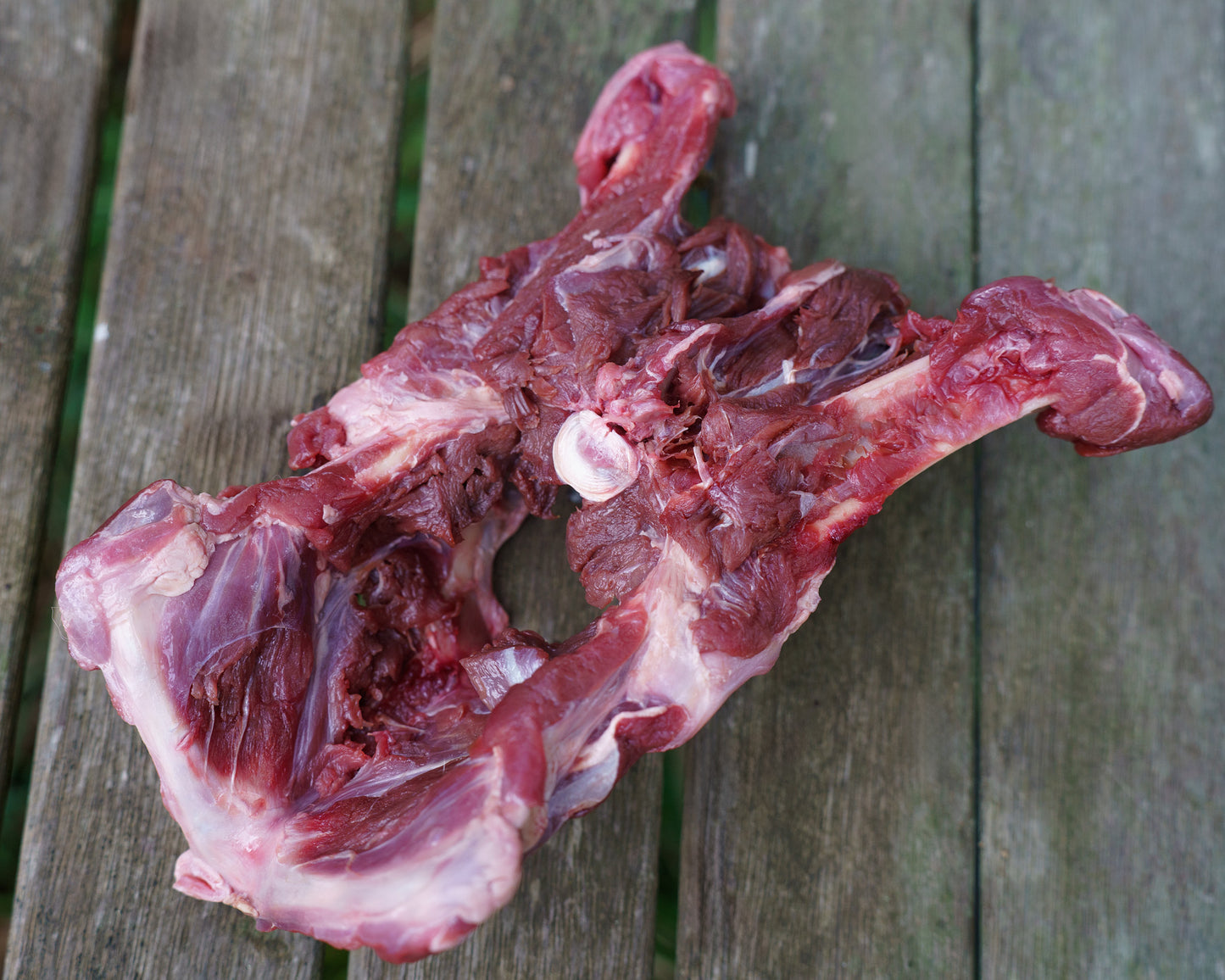 Wallaby Pelvis 3 Pack✅️