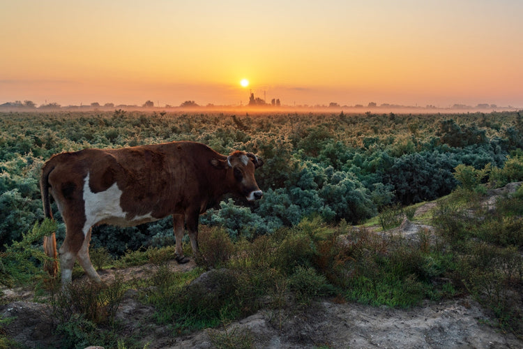 Chemical Free OR Organic Raw Meats