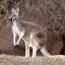 Raw Kangaroo - ALL GRASS FED