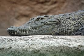 Raw Crocodile