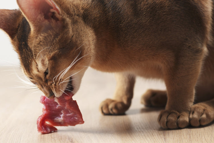 Raw Cat Food