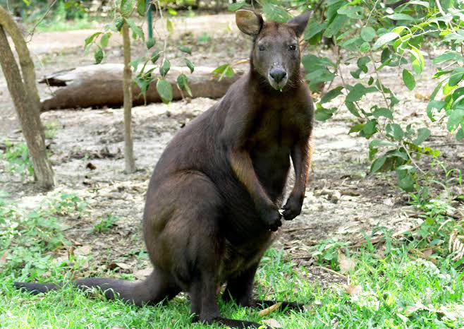 Raw Wallaroo - ALL GRASS FED – Wild & Loyal