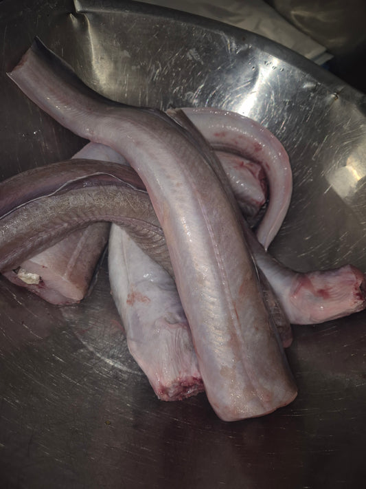 Eel 1Kg