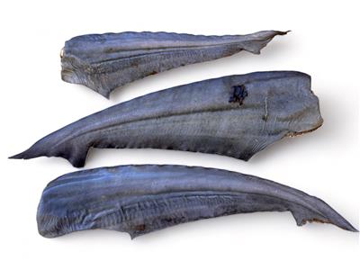 Air Dried Shark Tail 15 - 25cm