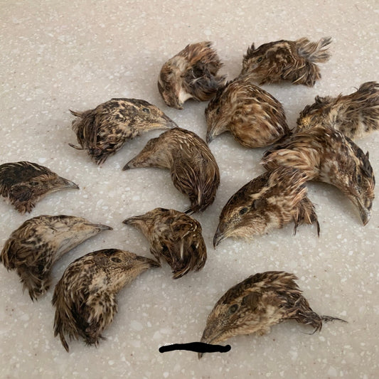 Quail Heads x 10