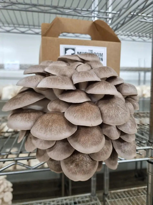 Black Pearl Mushroom Grow Kit