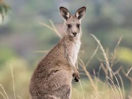 Whole Prey Kangaroo Per Kg