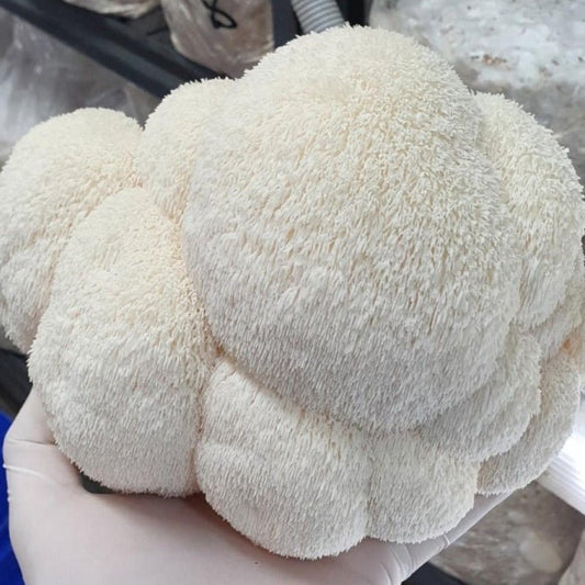 Lions Mane Mushroom 500g