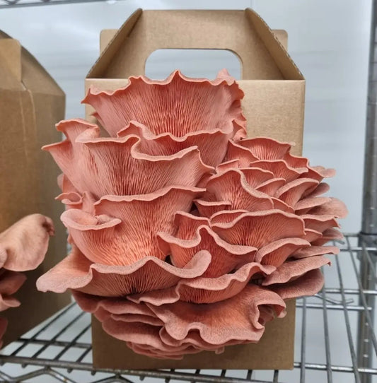 Pink Oyster Mushroom Grow Kit