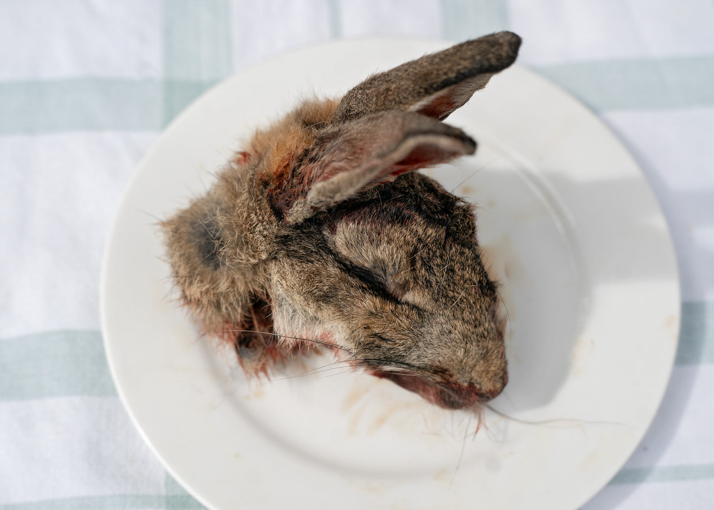 Rabbit Heads Pack of 2✅️