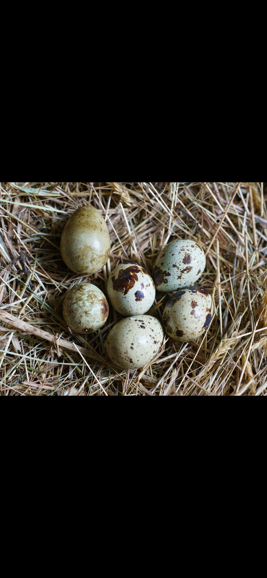 Quail Eggs Seconds Each✅️