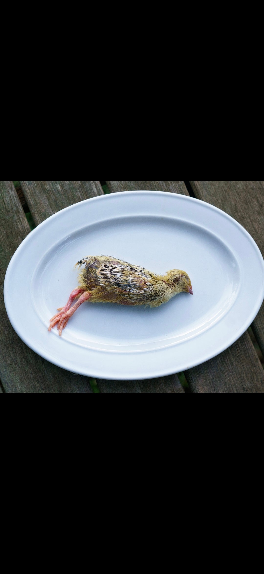 Week Old Baby Quails Each