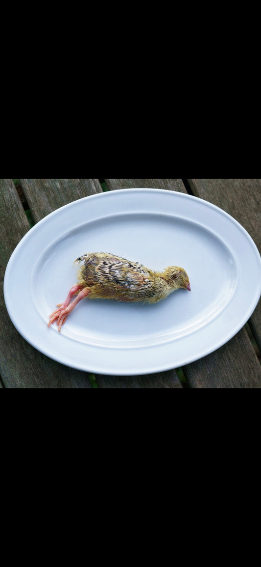 Week Old Baby Quails Each