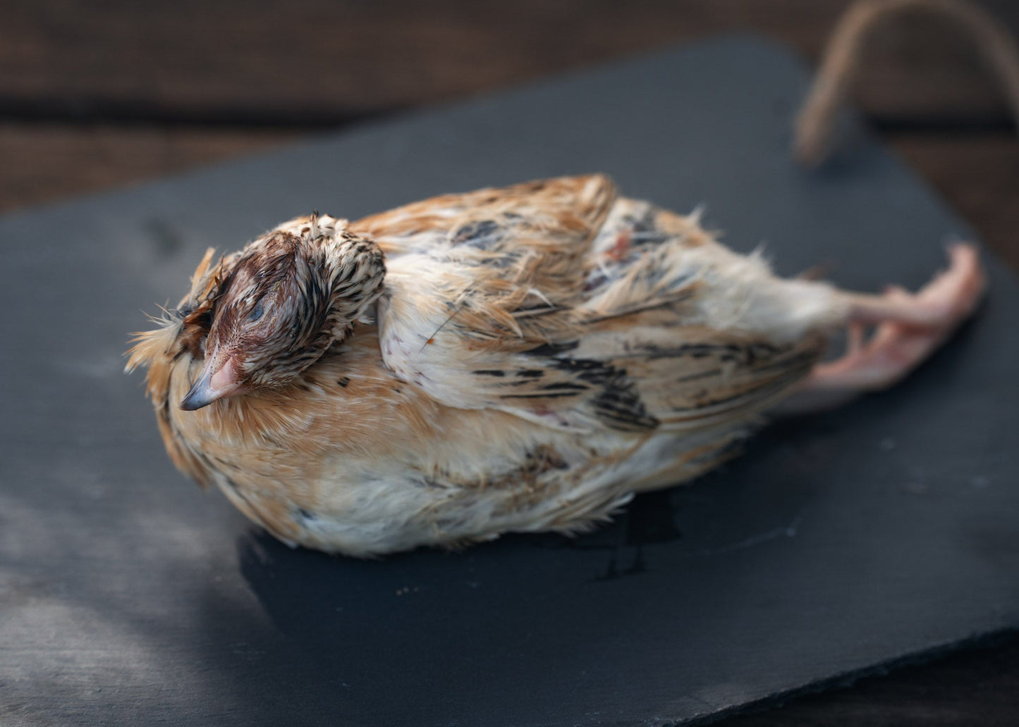 Quails Feathered Gutted Each✅️