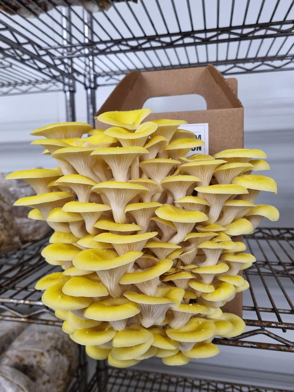 Yellow Oyster Mushroom Grow Kit